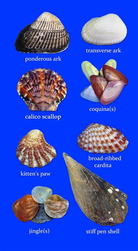 Different Types Of Seashells