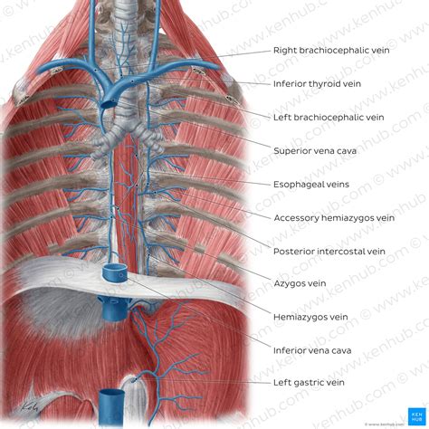Anatomy Of The Esophagus The Esophagus: Anatomy And 3D Illustrations