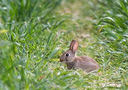 Image result for Good Morning Rabbit Images