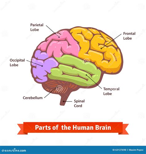 Colored And Labeled Human Brain Diagram Vector Illustration ...
