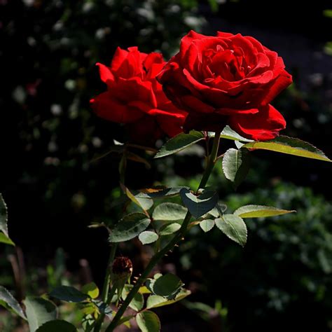 Red Rose Day Images at Albina Giese blog