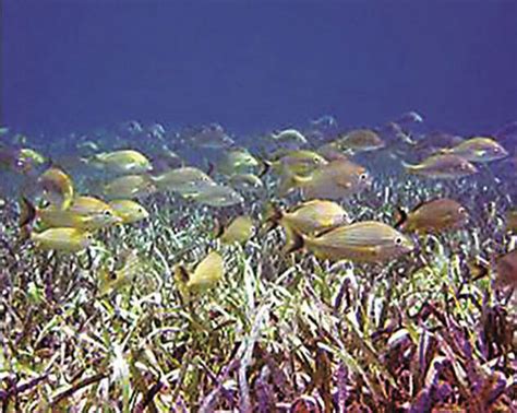 ‘The roots of stability: How seagrasses form the ocean’s meadows of ...
