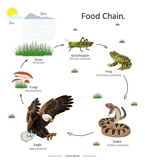 Food chain animal example illustrations | Premium Vector