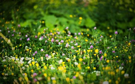 Grass and Flowers Wallpapers - Top Free Grass and Flowers Backgrounds ...