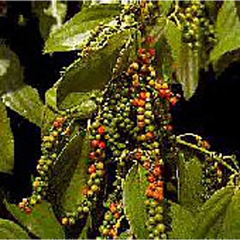 Black Pepper Seeds For Planting How To Grow Pepper Plants | Park Seed