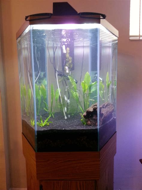 My new 35 gallon hex Walstad all setup and cycled! : Aquariums