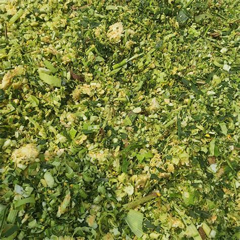 Maize Silage Manufacturer, Animal Corn Silage Supplier in Maharashtra