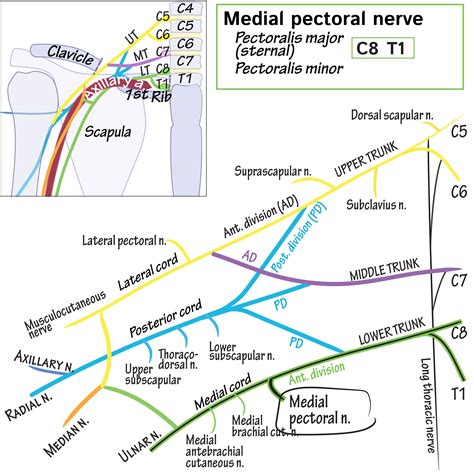 Gross Anatomy Glossary: Medial pectoral nerve | ditki medical & biological sciences