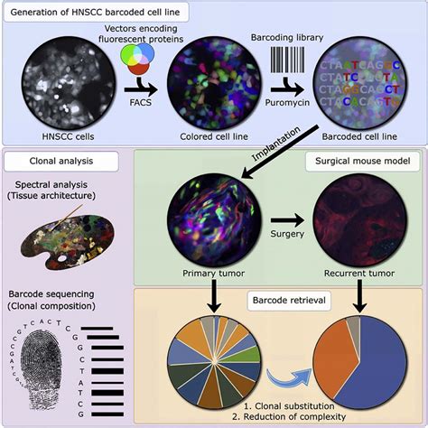 Image result for Cellular Barcoding Images