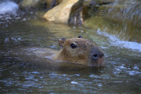 Can You Legally Own a Capybara as a Pet in Alberta? - Know Alberta