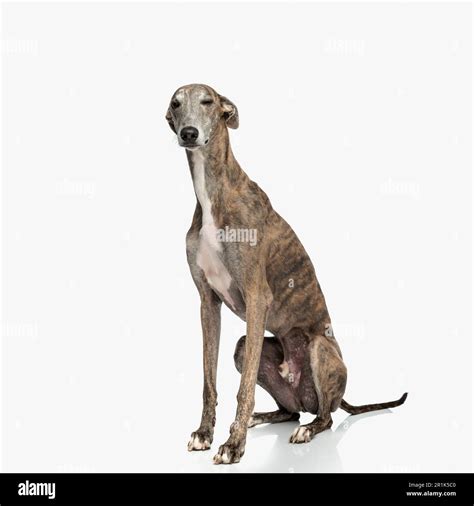 Skinny Dog