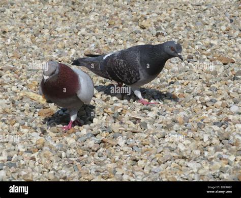 beautiful pigeons pecking in e park eating grain domestic birds Stock Photo - Alamy