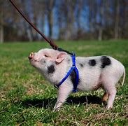 Image result for Miniature Teacup Pig