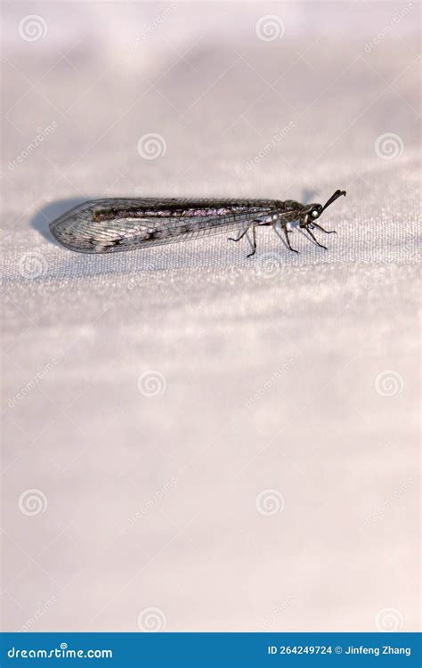 Image result for Doodlebug Insect