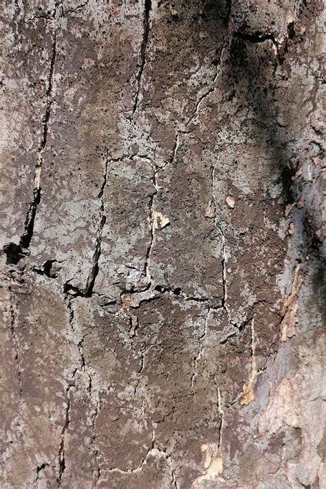 Image result for Tree with Bark Rot
