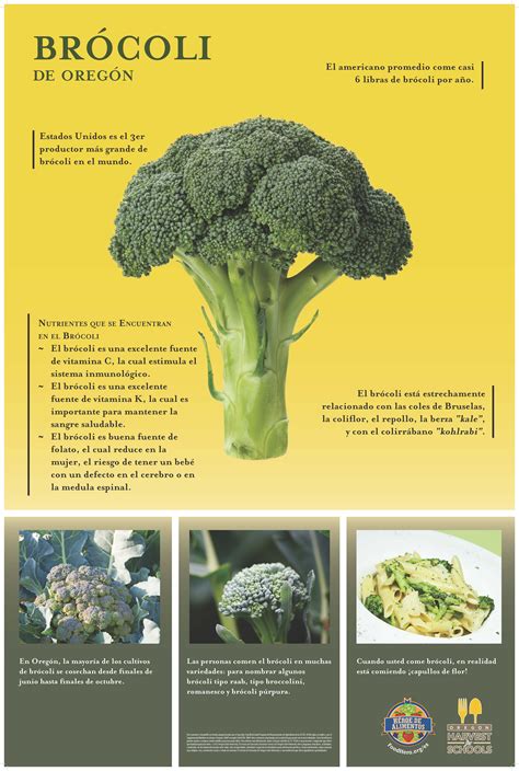Broccoli In Spanish Translation at Oliver Silas blog