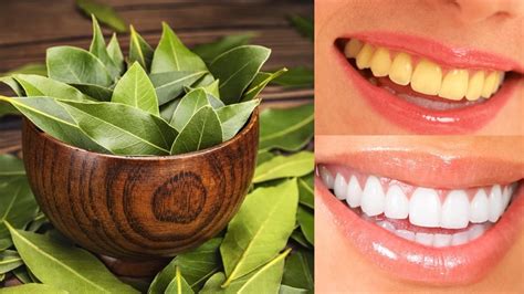 best yellow teeth home remedy | ದುಬಾರಿ ಟ್ರೀಟ್‌ಮೆಂಟ್‌ ಬೇಡ.. ಈ ಎಲೆಗೆ ...