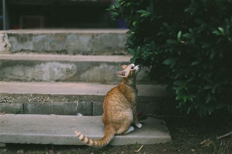 Free Images : stair, animal, wildlife, zoo, cat, feline, mammal, fauna ...