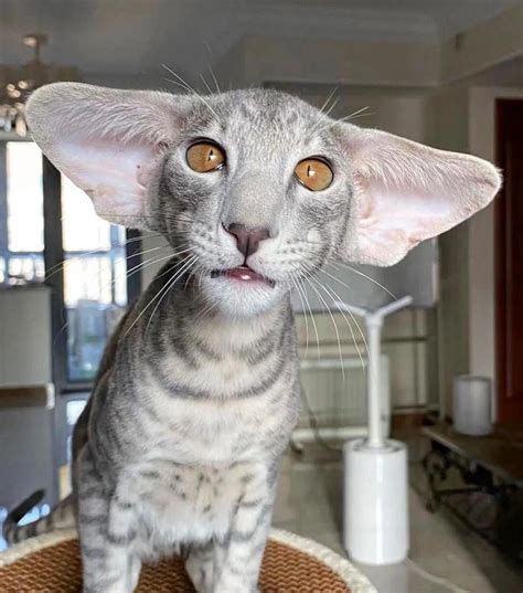 this large eared cat : r/oddlyterrifying