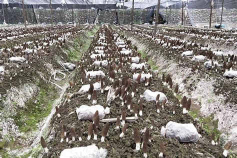 绵阳正宗食用菌羊肚菌种植基地-青川县欣源羊肚菌种植专业合作社