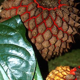 Turtle Tree Live Plant (Duguetia spixiana) – veliyathgardens