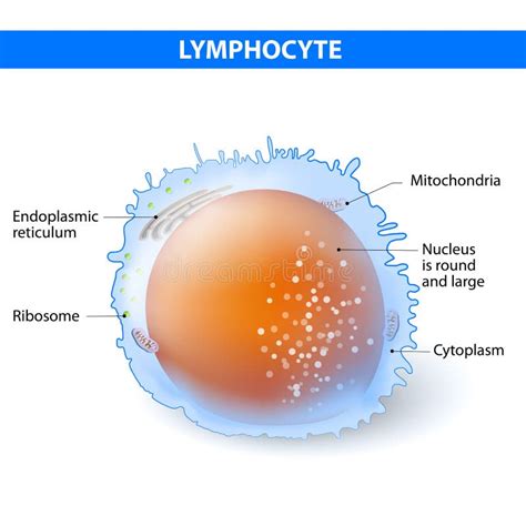 Image result for Lymphocytes Cell Labeled