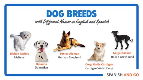 27+ Different Ways to Say Dog in Spanish [Translation and Much More!]