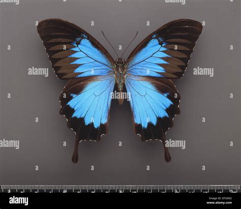Black blue ulysses butterfly hi-res stock photography and images - Alamy