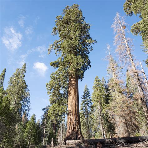 Amazon.com : Giant Sequoia Seeds Sequoiadendron Giganteum Long Lifespan ...