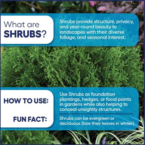 Lowe's Green Mountain Boxwood Foundation/Hedge Shrub in 6.08 -Gallon ...