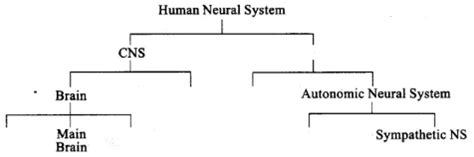 NCERT Exemplars: Neural Control and Coordination - Biology Class 11 ...
