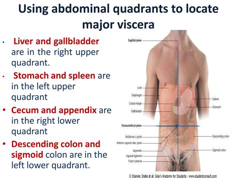 Anterior abdominal wall.pptx