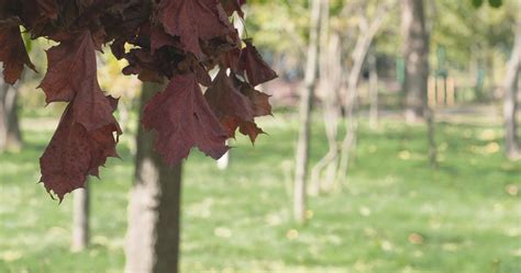 Image result for Maple Tree Leave CT