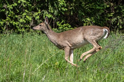 Georgia Animals