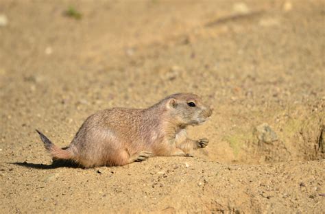 Image result for Domesticated Prairie Dogs