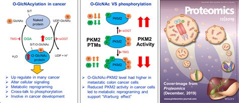 Image result for Post-translational regulation Post-translational Modification