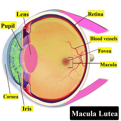 Uncover the Enigmatic "Yellow Spot on Eye": Discoveries and Insights - sampeo