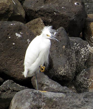Perlas del Mar de Cortez (Guaymas) - 2022 What to Know Before You Go ...