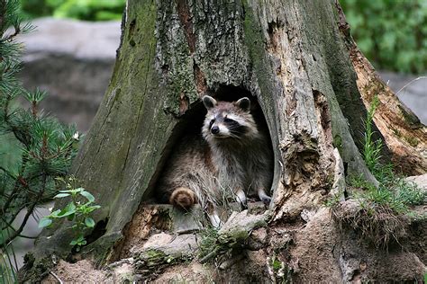 Signs of “Dumb Rabies” in Wildlife – Animal Control in NYC & New Jersey