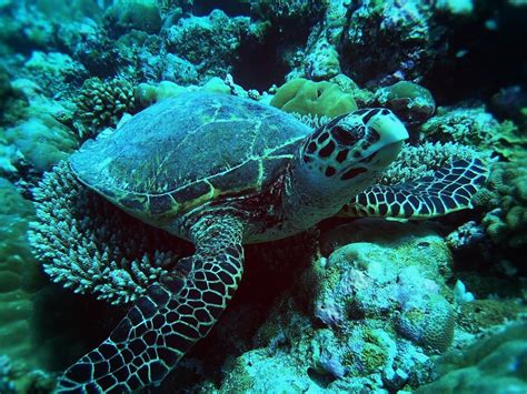 THODDOO DIVING CENTER (2025) All You Need to Know BEFORE You Go (with ...