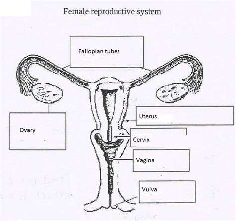 Image result for Female Reproductive System System