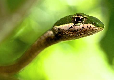 Schlangen und ihr Wohlbefinden - UnserTirol24