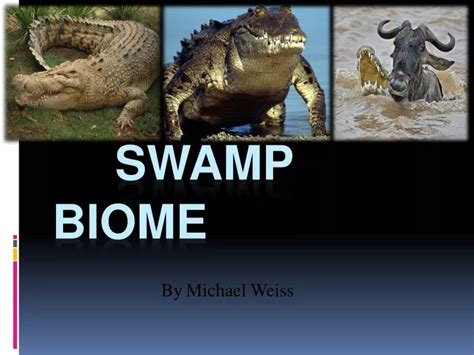 Swamp Biome 的图像结果