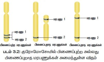 பிணைப்பு - தாவரவியல் : குரோமோசோம் அடிப்படையிலான பாரம்பரியம் | Linkage ...