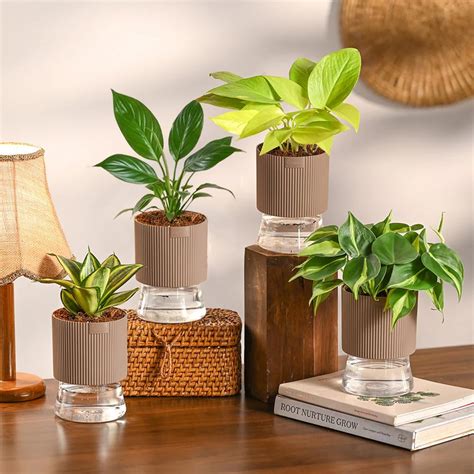 Ugaoo Live Indoor Plant Comboof 4 for Home Decor | Snake Golden, Peace ...