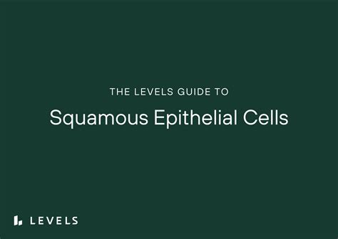 Guide to Squamous Epithelial Cells in Urine | Levels | Levels
