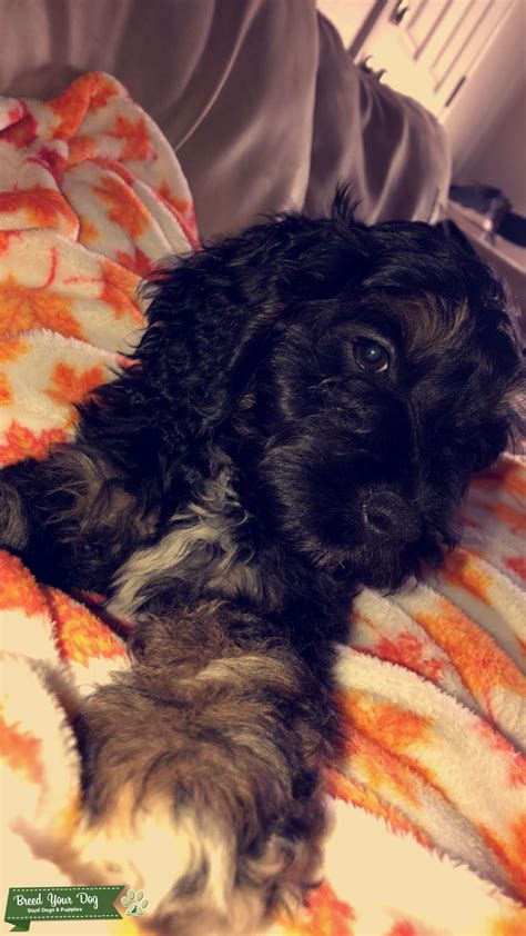 Buff Tri Cockapoo 的图像结果