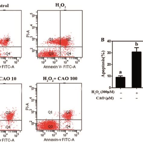 H2O2 Apoptosis 的图像结果