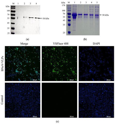 Immunogenicity of Virus-like Particles Based on VP1 Protein of Bovine ...