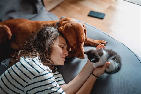Journée mondiale des animaux : comment la célébrer ? - Assur O'Poil